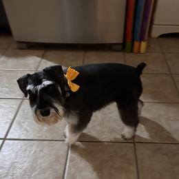 River - Miniature Schnauzer