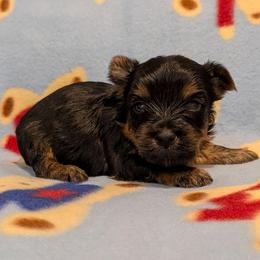 Eloy - Black and gold male Yorkshire Terrier puppy in Gatesville, Texas from KontryKritterz Yorkies