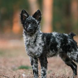 Inca - Black merle female Mudi puppy in Franklinville, New Jersey from Velaris