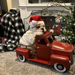 Bulldog Puppies from Snuggle Pups