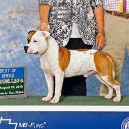 Staffordshire Bull Terriers from Chemstaff Kennels
