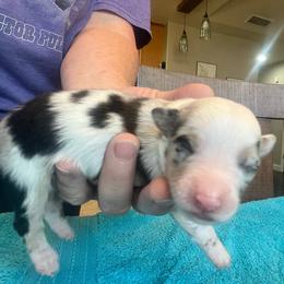 Maisy - Blue merle female Miniature Australian Shepherd puppy in Denair, California from CenCal Mini Aussies