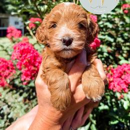 Anakin - Apricot male Goldendoodle puppy in Jacksonville, Florida from First Coast Goldendoodles