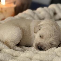 No Name Female - 8 - Light golden female Golden Retriever puppy in New Kent, Virginia from Coastal Retrievers