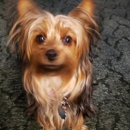 Yorkshire Terriers from Tracie's Yorkies