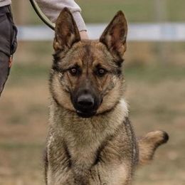 Daska - German Shepherd