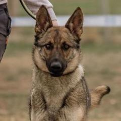 Daska - German Shepherd