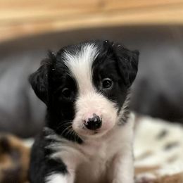 Border Collies from M&D Border Collies