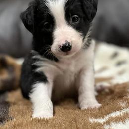 Border Collies from M&D Border Collies