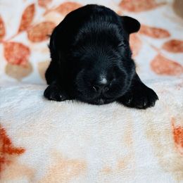 Boy 3 - Brindle male Bouvier des Flandres puppy in Ashtabula, Ohio from Beulah Bouviers and Havanese