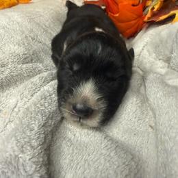 Ash - Black and white male Siberian Husky puppy in Ravena, New York from Osiris’s Siberians & Pomskies