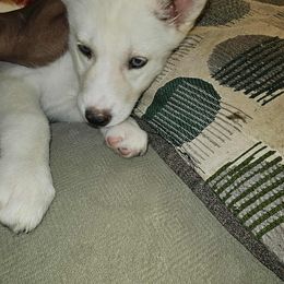 Siberian Husky Puppies from Jackson's Siberians