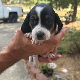 Beags - Piebald male Dachshund puppy in Harrison, Arkansas from Pyatts Doxies