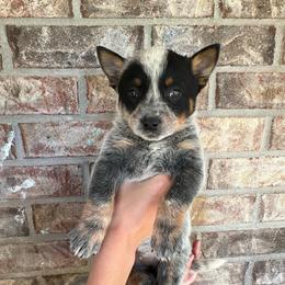 Girl 1 - Blue female Australian Cattle Dog puppy in Irvington, Kentucky from Dry Valley’s Australian Cattle Dogs
