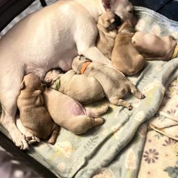 French Bulldog Puppies from White Hippo Frenchies
