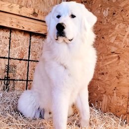 Australian Shepherd puppies from Naches Heights Ranch