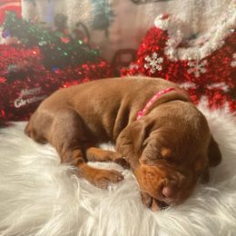 Dark Pink collar female - Red and rust female Doberman Pinscher puppy in Madison, Indiana from Jensen Dobermans and Dachshunds