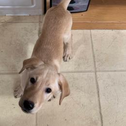 Labrador Retrievers from Starline Labradors LLC