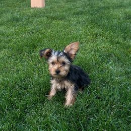 Boy 3 - Blue Collar - Yorkshire Terrier puppy from Alvarado’s Yorkies