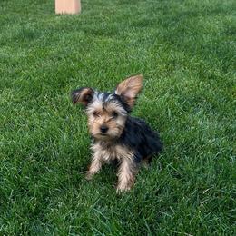 Boy 3 - Blue Collar - Yorkshire Terrier puppy from Alvarado’s Yorkies