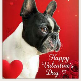 Gemma - Boston Terrier