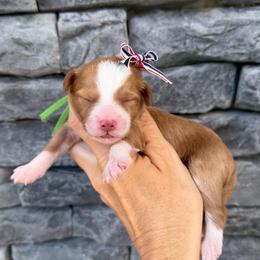 Alani - Red  female Goldendoodle puppy in Macon County, North Carolina from Mountain Doodles