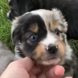 Miniature Australian Shepherd and Toy Australian Shepherd Puppies from Pawesome Lil Aussies