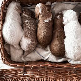 Noel - Black and white female Bernedoodle puppy in Shingle Springs, California from Kindred Oak Goldendoodles