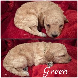 Girl 6 Green - Apricot female Goldendoodle puppy in Ankeny, Iowa from Iowadoodles2love