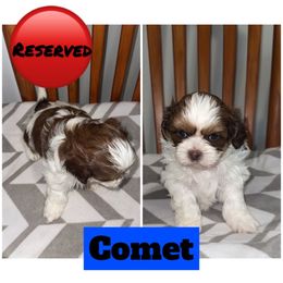 Comet - Brown and white male Shichon puppy in Mason City, Iowa from Nebula Nest