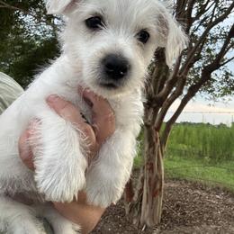Black boy - White male West Highland White Terrier puppy in Cullman, Alabama from Twin Lake Westies