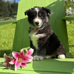 Lilly - Black and white female Siberian Husky puppy in Sherwood, Oregon from Whiskey River Siberians