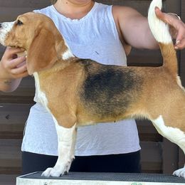 Dusty - Beagle