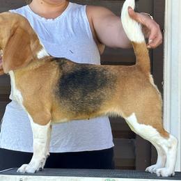Dusty - Beagle