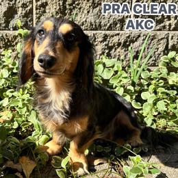 Tigger - Dachshund