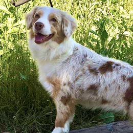 Miniature American Shepherds from Destiny Aussies
