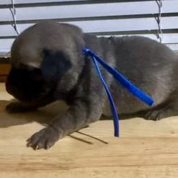 Blue - Yellow male Black Mouth Cur puppy in Warsaw, Missouri from Heritage Cow Dogs
