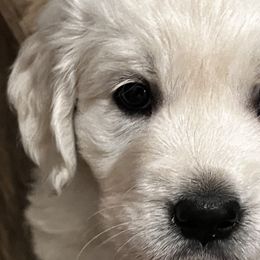 Golden Retrievers from Winterview Golden Retrievers