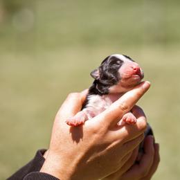 Border Collie Puppies from Cullins Collies