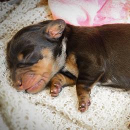 Dachshund Puppies from V.C. Weenies