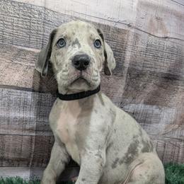 Kenickie - Merle male Great Dane puppy in Bay City, Michigan from Monarch Danes