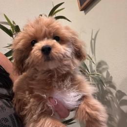 Boy 2 - Apricot male Maltipoo puppy in Southern,, California from Maltipoo Tiny Pups & More