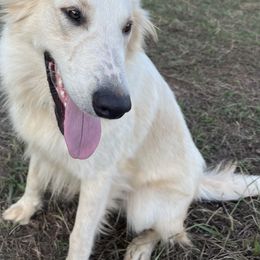 Dwight - Old Time Scotch Collie
