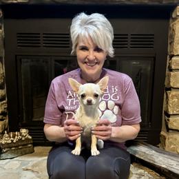 Biscuit - Cream male Chihuahua puppy in Indianapolis, Indiana from Bellastaff