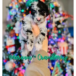 Cranberry - Merle female Sheepadoodle puppy in Republic, Missouri from DOOD & Co