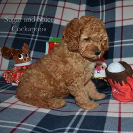 Claudia (Winnie) - Red female Cockapoo puppy in Hopkins, South Carolina from Sugar and Spice Cockapoos