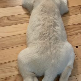 Golden Retriever Puppies from English Creamery Golden Retrievers