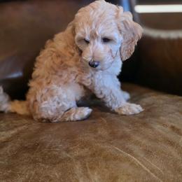 Apricot - Apricot male Australian Labradoodle puppy in Houston, Texas from Doodles Kennel