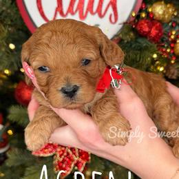 Aspen - Pink Collar - Red female Cavapoo puppy in South Jordan, Utah from Simply Sweet Paws. LLC