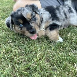 Miniature Australian Shepherd Puppies from Andy McDonald